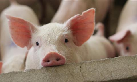 Breeding and slaughtering wastewater